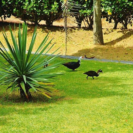 Holiday Homes Quinta Dos Curubas, Vila Franca Do Campo, Sao Miguel, Azores Exteriör bild